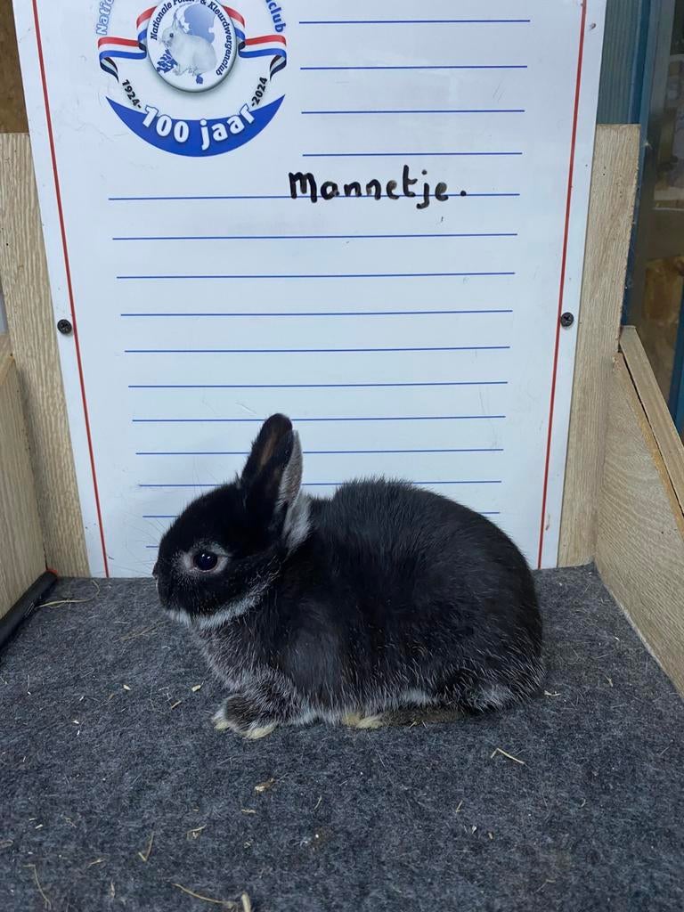 Jonge dwergkonijnen handtam, Dieren en Toebehoren, Meerdere dieren, Dwerg