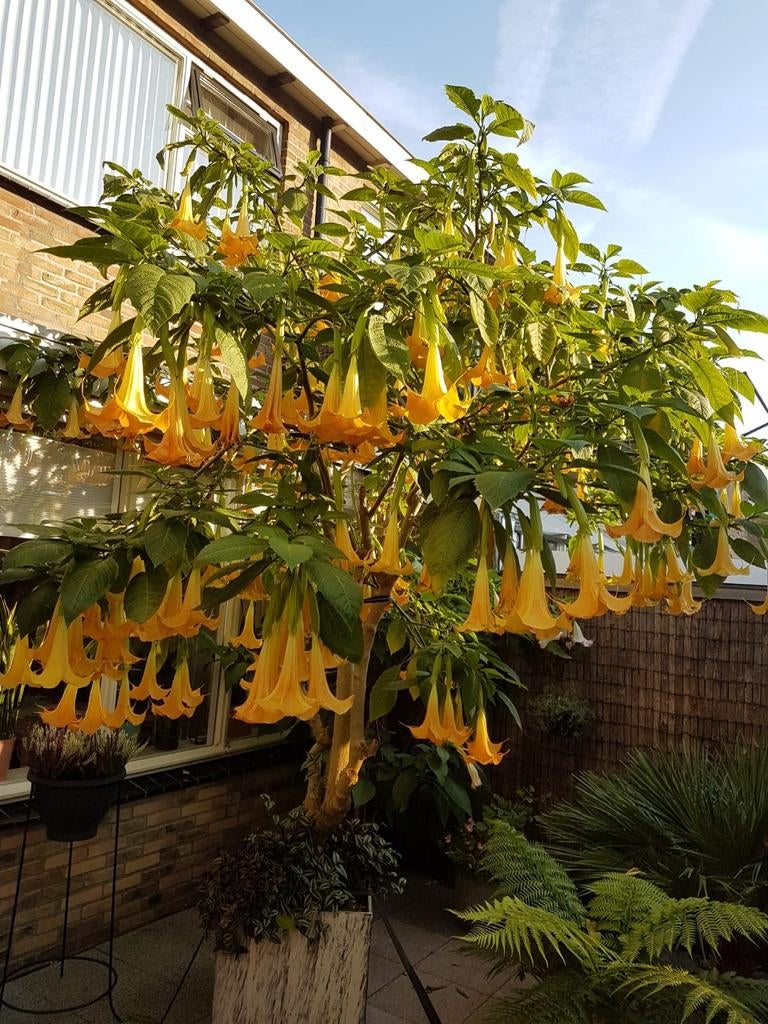 Brugmansia trompetplant datura stekken, Ophalen, Volle zon, Overige soorten, Minder dan 100 cm