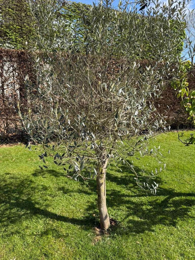 Prachtige olijfboom - totale hoogte 216 cm, Ophalen, Volle zon, Olijfboom, 100 tot 250 cm