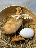 Echt Opgezet eendje in houten half ei, stro, ei, Pasen, Ophalen of Verzenden, Nieuw, Opgezet dier
