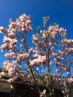 Magnolia boom, Ophalen, Halfschaduw, Overige soorten, Lente