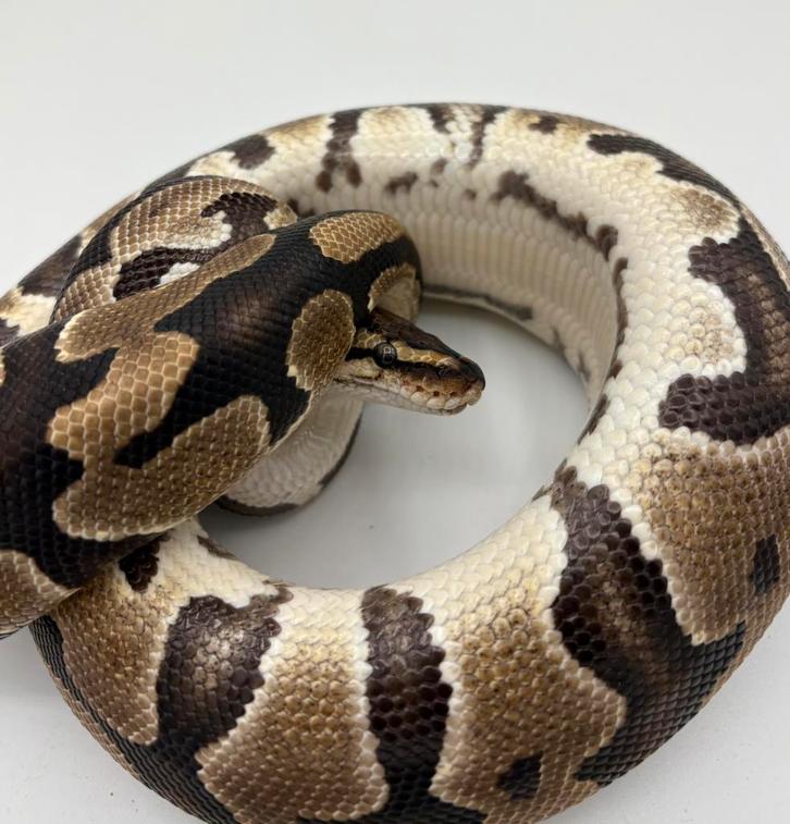 Crypton man koningspython ballpython Ball Python - male for sale from willems