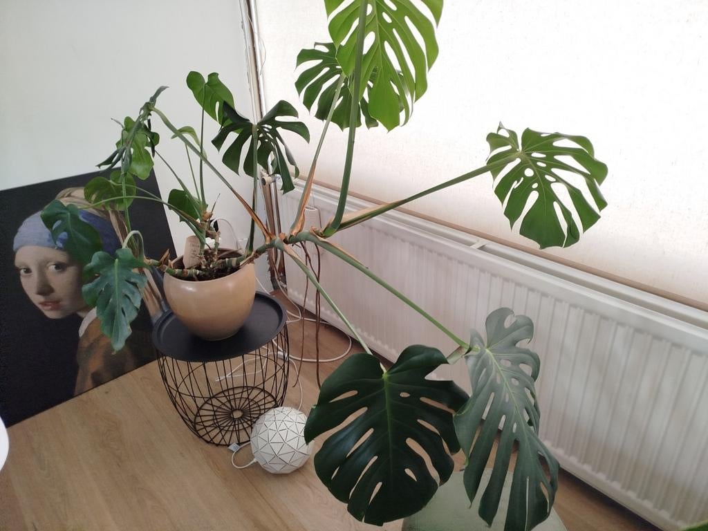 Diverse kamerplanten in pot, Huis en Inrichting, Ophalen, In pot, Halfschaduw, Minder dan 100 cm