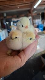 Usa zijdehoen kuikens, Dieren en Toebehoren, Pluimvee, Geslacht onbekend, Kip