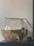 Vissenkom groot rond, Dieren en Toebehoren, Vissen | Aquaria en Toebehoren, Ophalen of Verzenden, Zo goed als nieuw, Sierelement