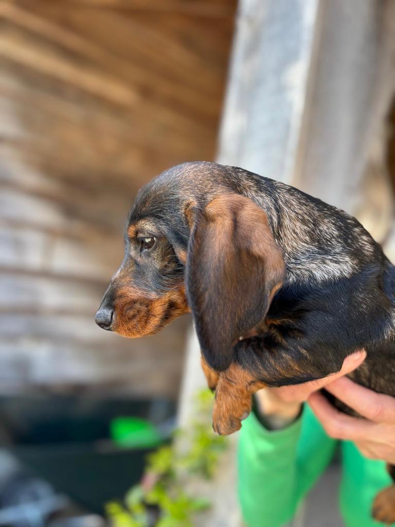 Nog 1 prachtige ruwhaar dwerg teckel pup te koop🐾, Parvo, 8 tot 15 weken, Dwerg, Meerdere