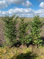 Taxus baccata, Tuin en Terras, Planten | Struiken en Hagen, Ophalen, Taxus, Haag, 100 tot 250 cm