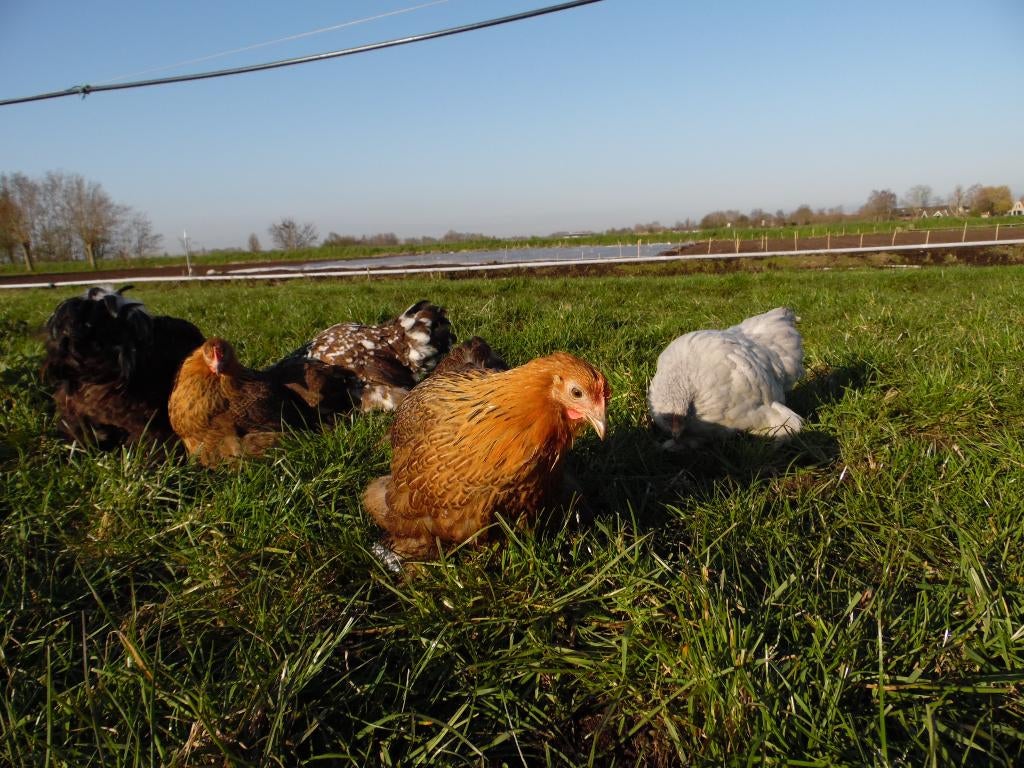 Kindvriendelijke kippen | Rustige kip | Cochin krielen, Meerdere dieren, Kip