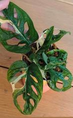 Monstera adansonii variegata, Huis en Inrichting, Kamerplanten, Ophalen, Halfschaduw, Minder dan 100 cm