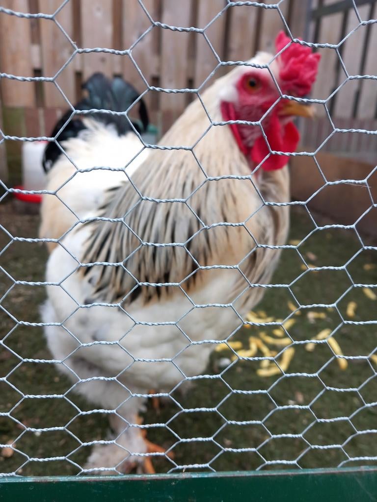 Brahma haan, Dieren en Toebehoren, Pluimvee, Mannelijk, Kip