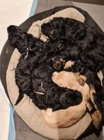 Puppies mix Golden Irish Doodle te koop, Overige rassen, 8 tot 15 weken, Meerdere, Meerdere dieren