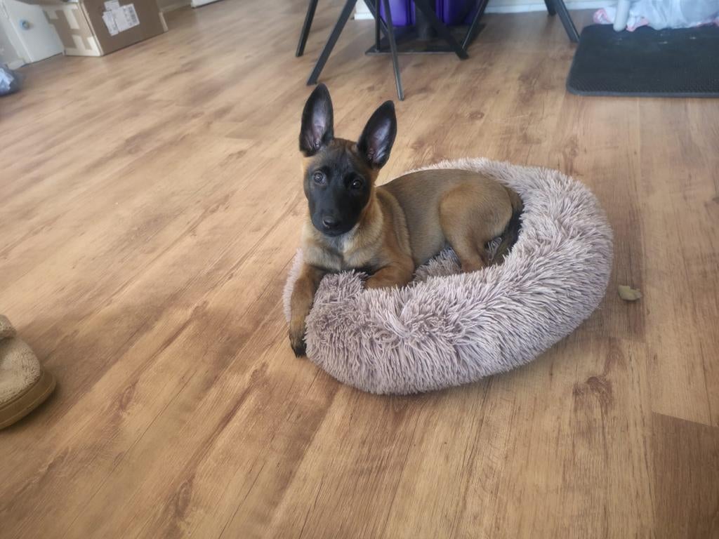 Mechelse herder pup een echte Malinois!!, Particulier, 8 tot 15 weken, Buitenland, Teef