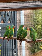 Swiftparkieten, Meerdere dieren, Parkiet, Geringd
