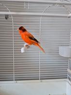 Mooie mannelijke kanarie donkeroranje, Dieren en Toebehoren, Vogels | Kanaries, Mannelijk, Zangkanarie