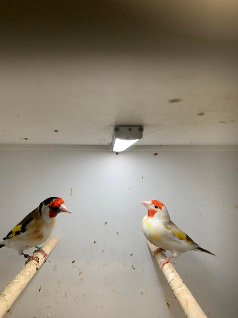 putters, Meerdere dieren, Wildzangvogel