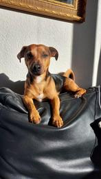 Jack Russel (mannetje) Blacktan 2 april 2021 geboren., Dieren en Toebehoren, Honden | Jack Russells en Terriërs, Jack Russell Terriër