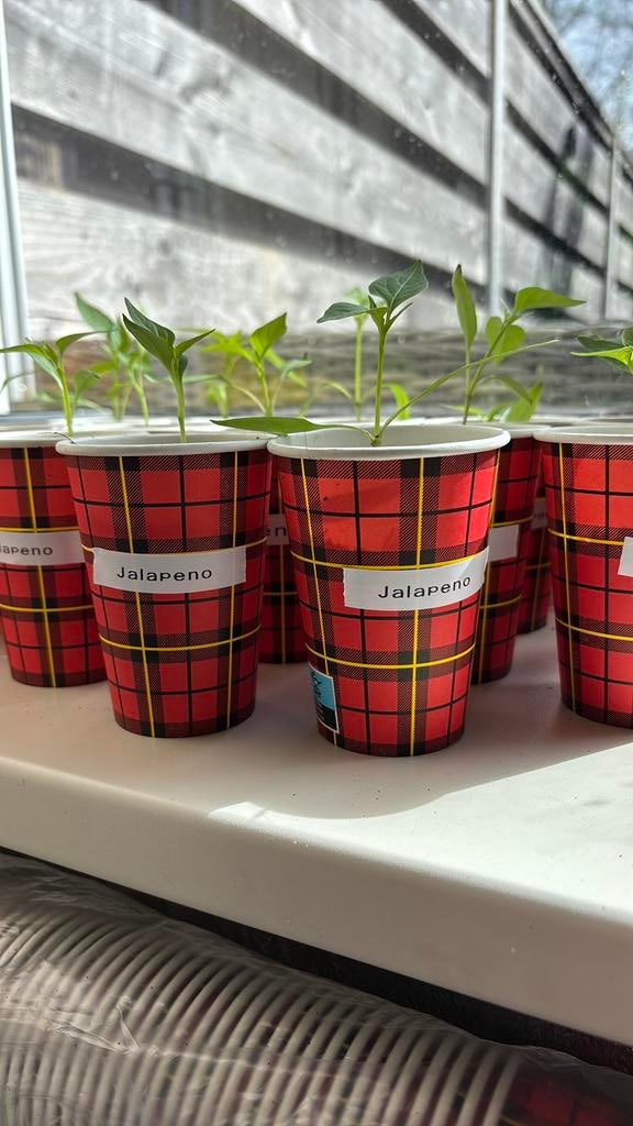 Jalapeño stekjes🌱, Ophalen, Volle zon, Zomer, Groenteplanten