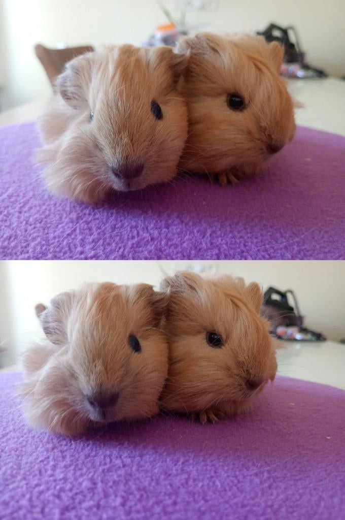2 sheltie California broers., Dieren en Toebehoren, Cavia, April, Mannelijk, Tam