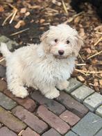 Maltipoo pups blonde en zwart reutje, Parvo, Nederland, Overige rassen, 8 tot 15 weken