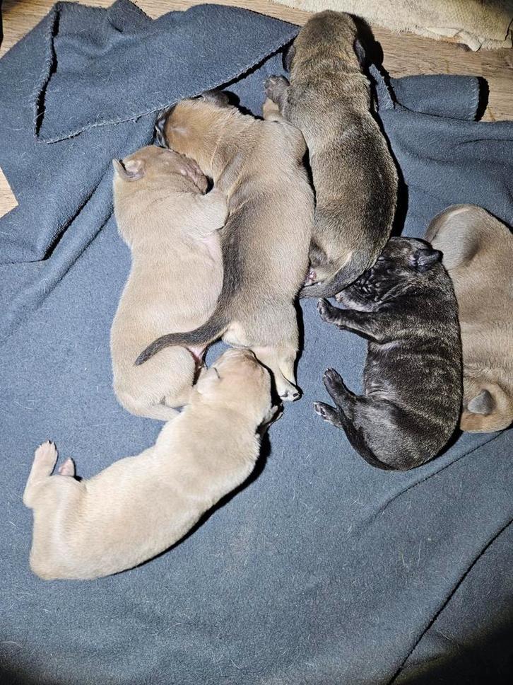 Cane Corso/Rottweiler mix pups (denk om grote zware honden), Dieren en Toebehoren, Honden | Bulldogs, Pinschers en Molossers, Meerdere dieren