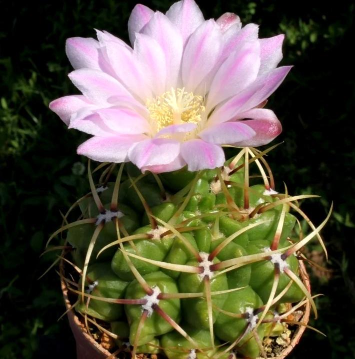 cactus - Gymnocalycium monvillei, Huis en Inrichting, Kamerplanten, Verzenden, Cactus, Volle zon, Minder dan 100 cm