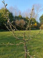 Sierpeer: Purus sal. Pendula, Overige soorten, Lente, 100 tot 250 cm, Ophalen