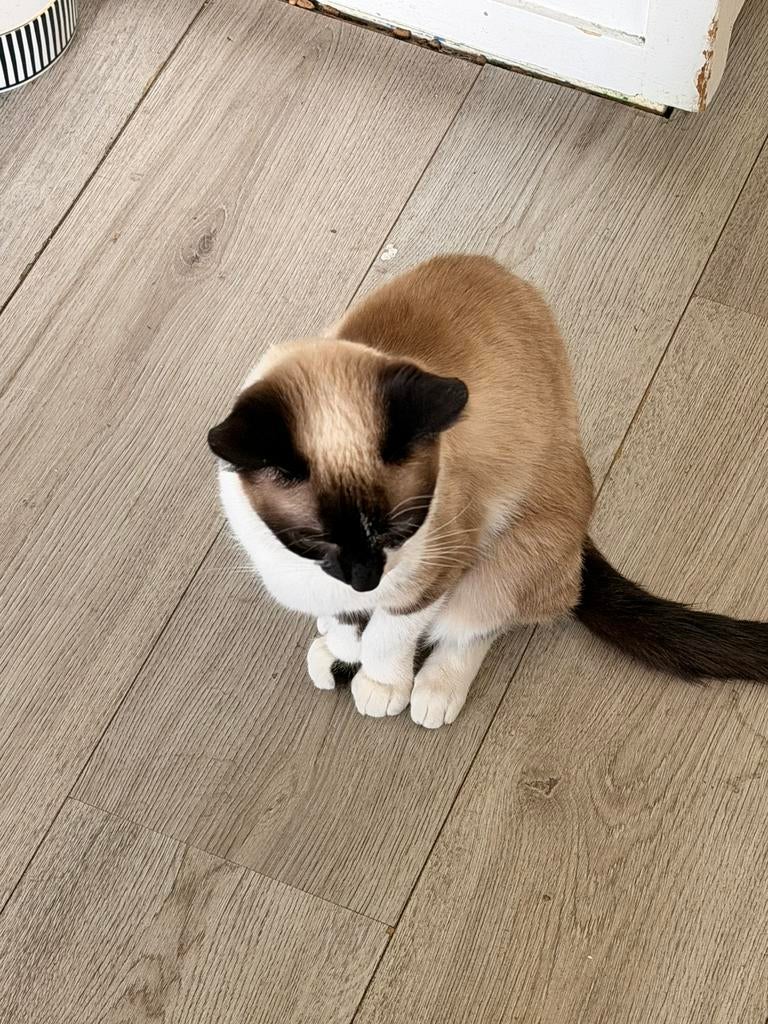 Lieve poes Noenie, Poes, 0 tot 2 jaar