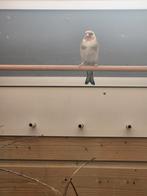 Majoor putter man  2025, Dieren en Toebehoren, Meerdere dieren, Wildzangvogel