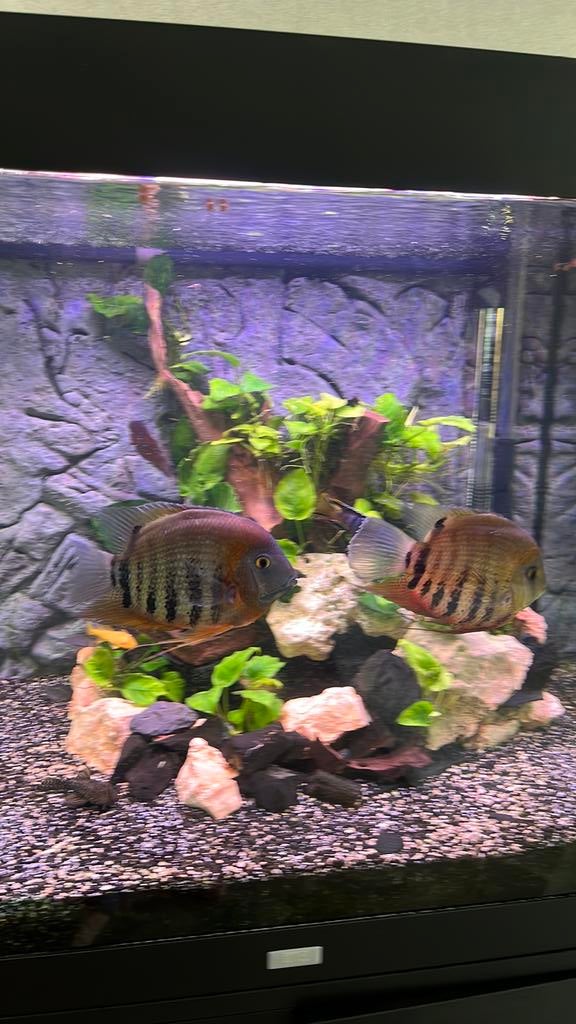 Heros severus rotkeil koppel, Vis, Zoetwatervis