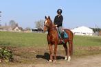 Leuke allround merrie, Dieren en Toebehoren, Paarden, Merrie, Minder dan 160 cm, Zadelmak, Gechipt