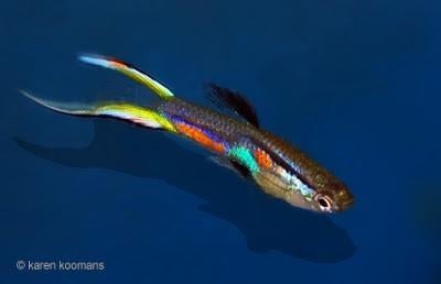 Endler gup  20-25 stuks, Dieren en Toebehoren, Vis, Zoetwatervis, Schoolvis