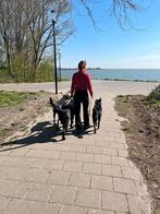 Privé- en groepswandelingen Alkmaar, Dieren en Toebehoren, Ophalen