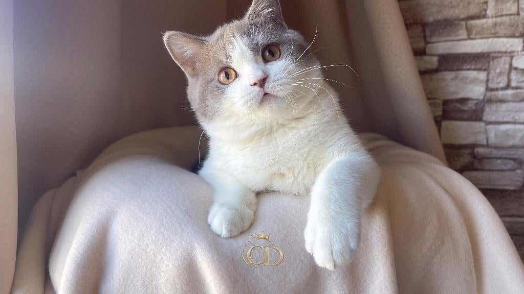 Brits Korthaar kitten met stamboom, Dieren en Toebehoren, Katten en Kittens | Raskatten | Korthaar