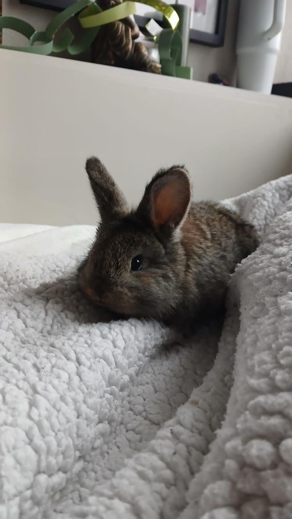 2 baby konijntjes (9 weken), Mannelijk, Klein, 0 tot 2 jaar