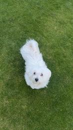 Maltezer pups, Maltezer, 8 tot 15 weken, Meerdere, Meerdere dieren