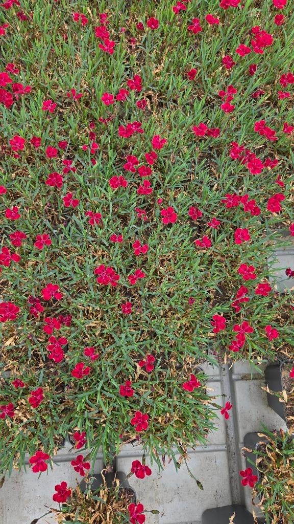 Restpartij Dianthus - bloem - geel onderin spotgoedkoop 100x, Tuin en Terras, Planten | Tuinplanten, Bodembedekkers, Volle zon