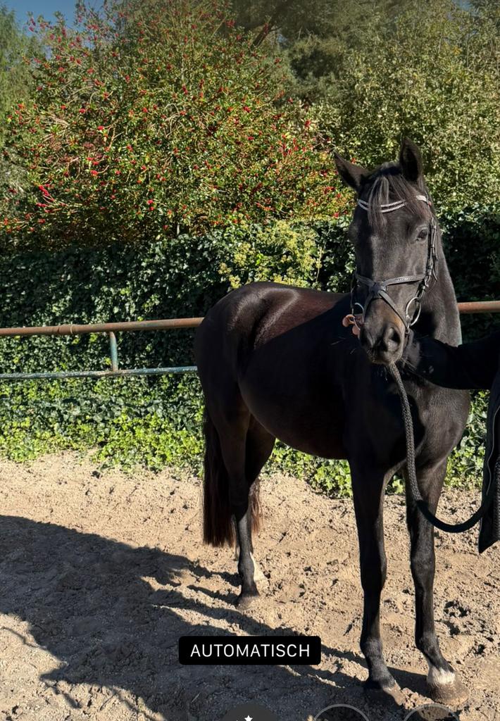 Welsh d pony, Dieren en Toebehoren, Pony's, Ruin, Onbeleerd, D pony (1.37m tot 1.48m), Springpony, 3 tot 6 jaar, Met stamboom