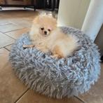 Pomeriaan | pomeranian |dwergkees pup teefje, Particulier, Keeshond, 15 weken tot 1 jaar, Buitenland