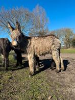 poitou kruising ezel hengst, Dieren en Toebehoren, Overige Dieren, Maart, Mannelijk
