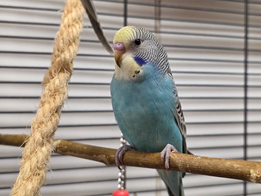 Jonge Baby Grasparkieten | Div. Kleuren, Meerdere dieren, Parkiet, Pratend