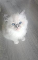 Social ragdoll kittens, Meerdere dieren