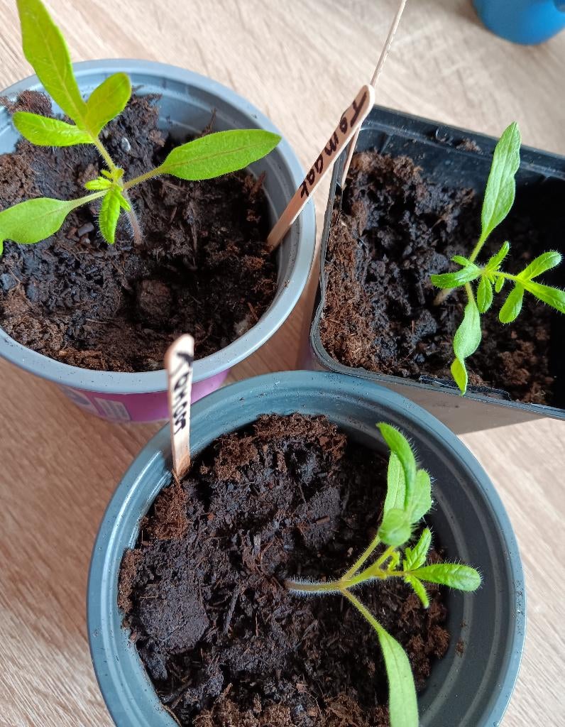 Tomatenplanten stekjes, Tuin en Terras, Planten | Tuinplanten, Ophalen, Eenjarig, Groenteplanten, Volle zon
