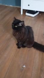 Dekkater, Black Brits Langhaar/Raggdoll, Dieren en Toebehoren, Katten en Kittens | Dekkaters