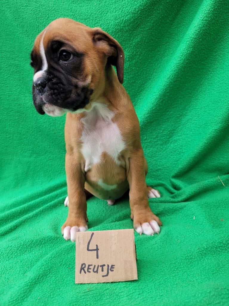 Boxer pup , reutje , geel , Raszuiver, Overige rassen, Meerdere, Meerdere dieren, Nederland