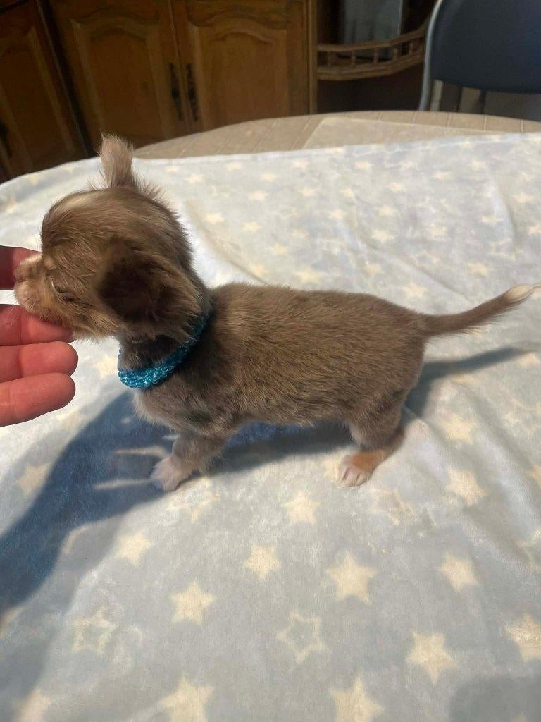 Chihuahua-pups mini zeer mooi kleintjes raszuiver zeer mooie, 8 tot 15 weken, Parvo, Meerdere, Meerdere dieren