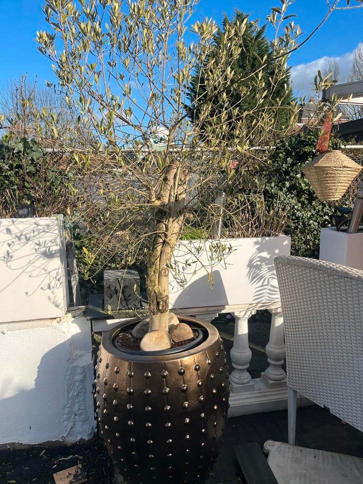 Eric Kuster stijl pot met olijfboom - 80 cm hoog, Tuin en Terras, Bloembakken en Plantenbakken, Gebruikt, Overige materialen, Binnen