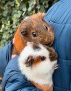 Twee cavias, Cavia, April, Mannelijk, Tam