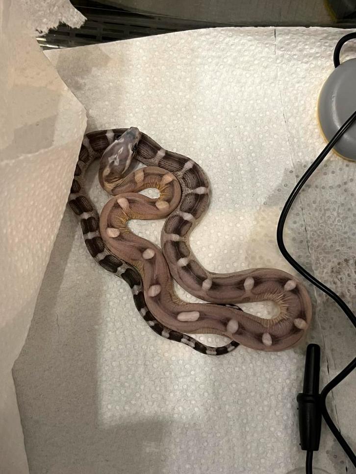 Scaleless Anery het. hypo Motley corn snake Corn Snake - male for sale from Romy