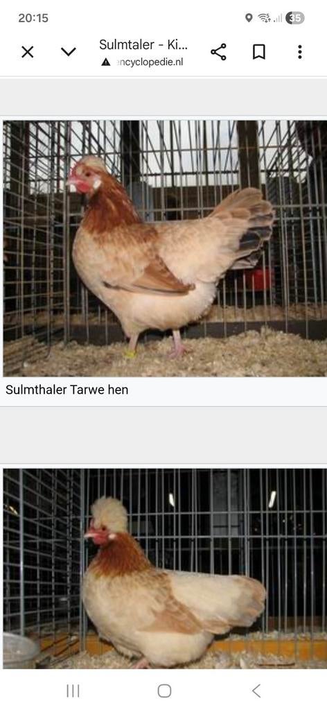Zeldzame sulmentaler broedeieren.een mooi en tam kipperas, Dieren en Toebehoren, Pluimvee | Toebehoren, Ophalen, Nieuw, Overige typen