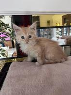 Schitterende Rode Maine Coon Kitten poesje (Raszuiver), Poes, Gechipt, 0 tot 2 jaar